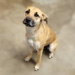 Mercy now Nala, adopted, Young Female Labrador Retriever.