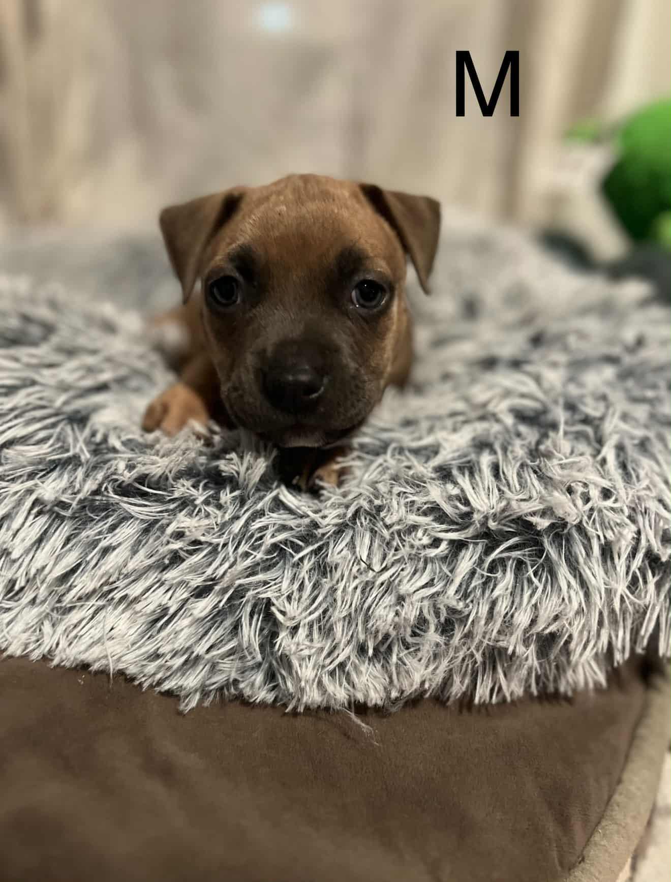 Capone, Adoptable, Puppy Male Rhodesian Ridgeback.