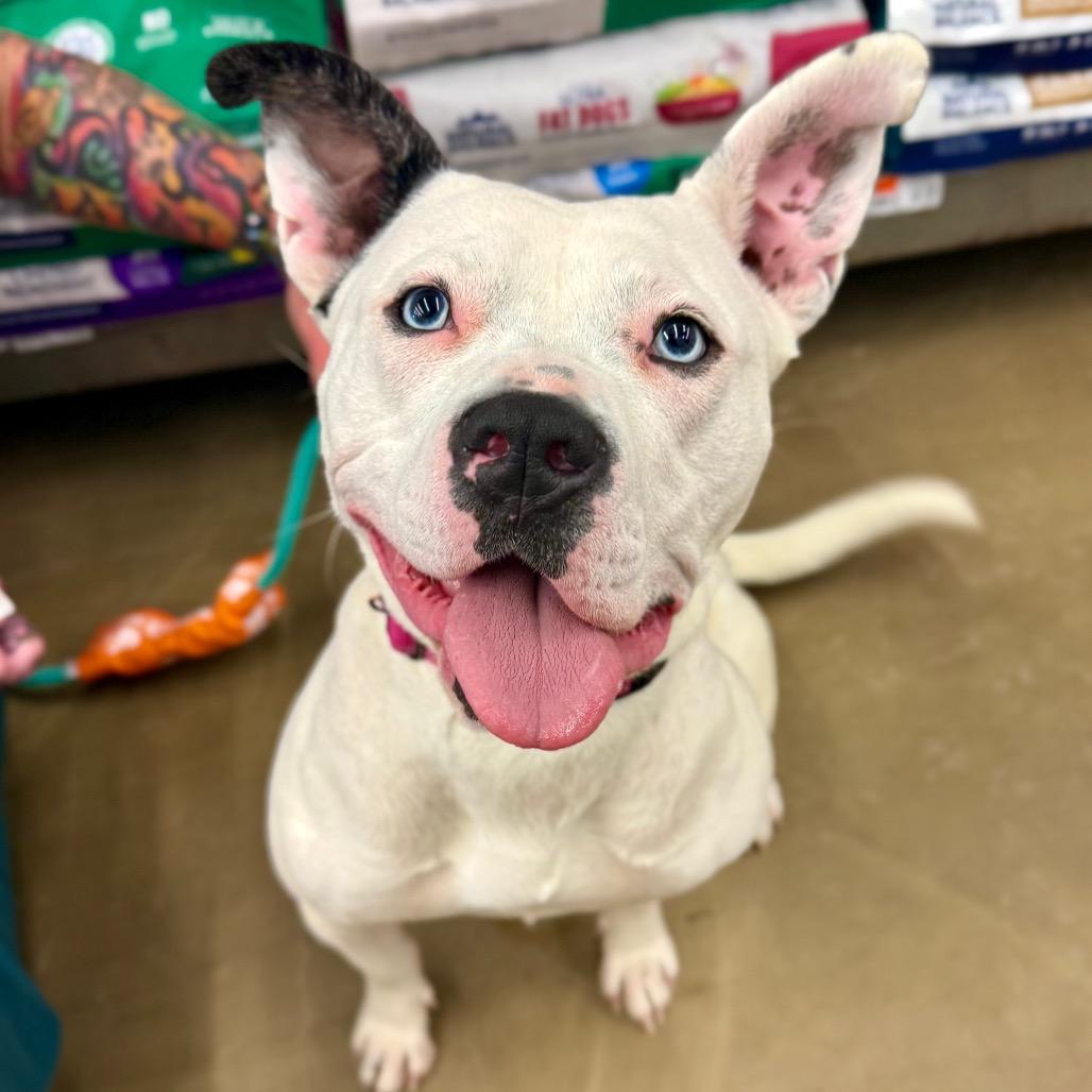 Enlarge Adele, a Adoptable Pit Bull Terrier in Valparaiso, IN image 1/6