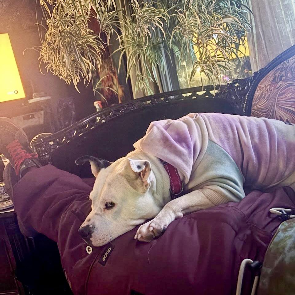 Adele, Adoptable, Adult Female Pit Bull Terrier.