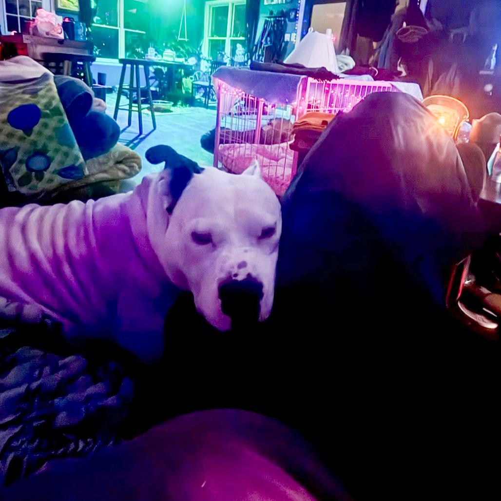 Enlarge Adele, a Adoptable Pit Bull Terrier in Valparaiso, IN image 3/6