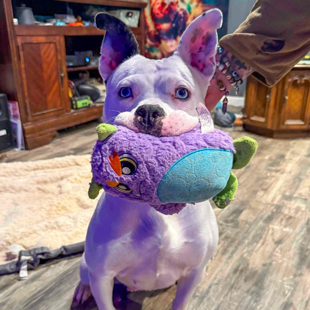 Enlarge Adele, a Adoptable Pit Bull Terrier in Valparaiso, IN image 4/6