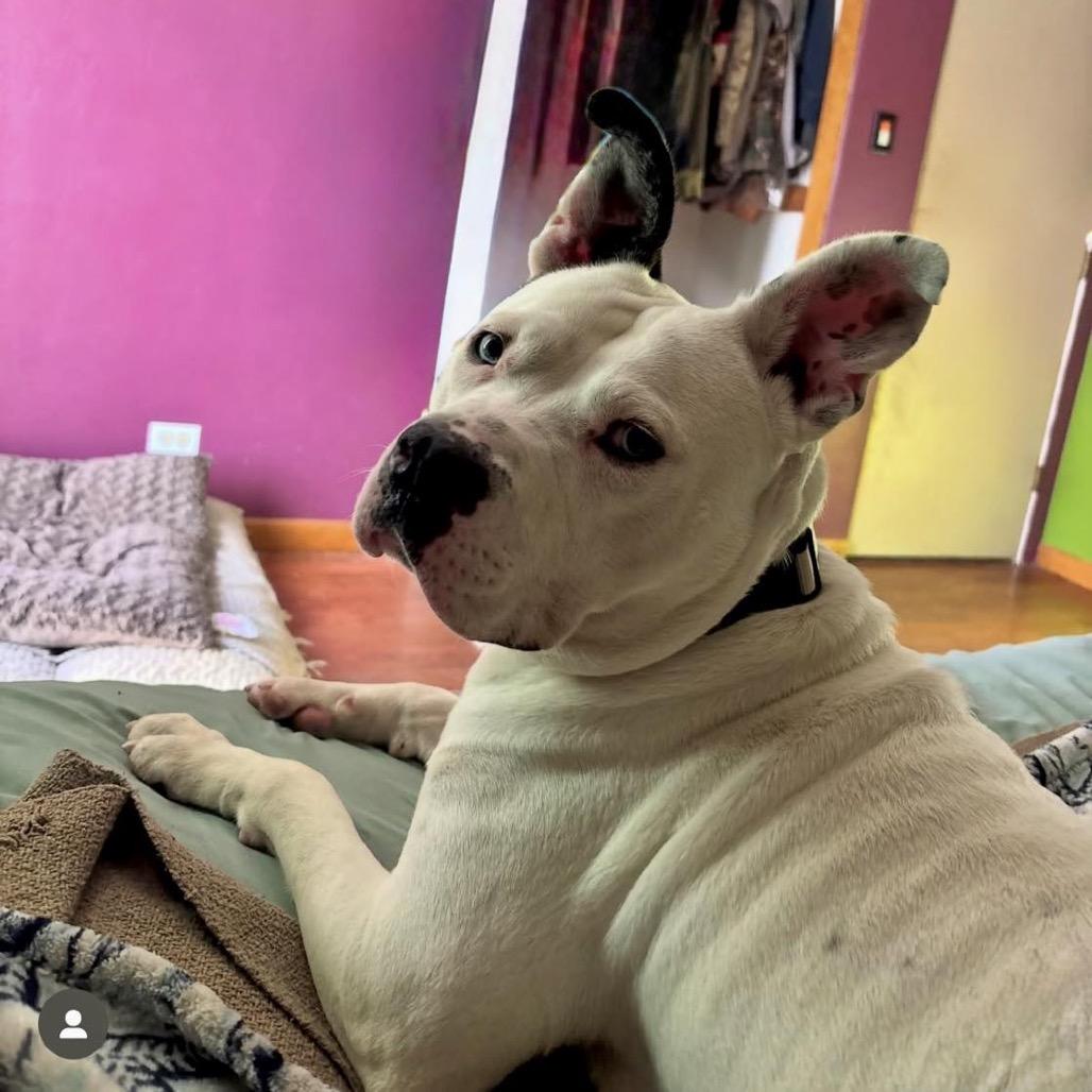 Enlarge Adele, a Adoptable Pit Bull Terrier in Valparaiso, IN image 5/6