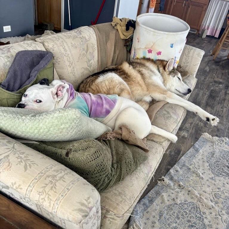 Enlarge Adele, a Adoptable Pit Bull Terrier in Valparaiso, IN image 6/6