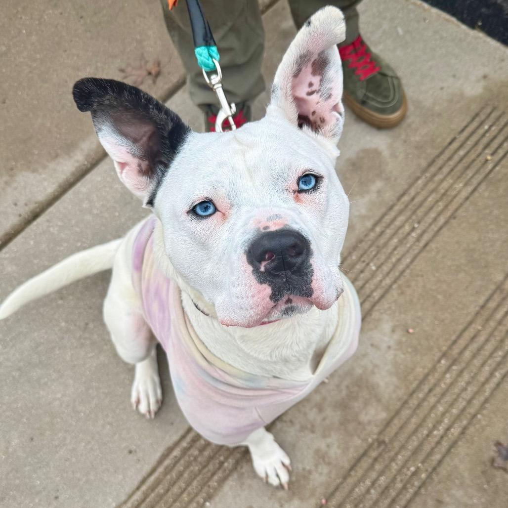 Adele, a Adoptable Pit Bull Terrier in Valparaiso, IN image 6/6