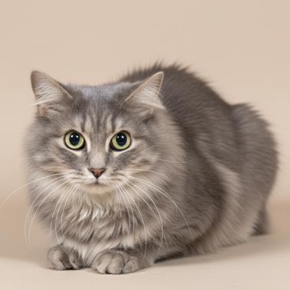 Enlarge Cloud, an adopted mixed breed in Bedford, IN image 1/1