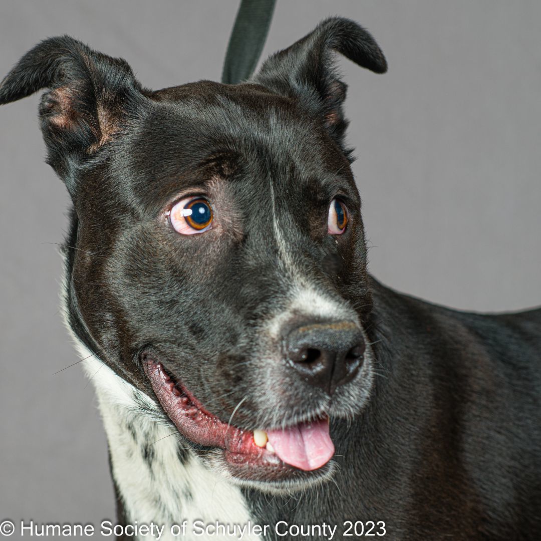 Enlarge Cooper, a Adoptable mixed breed in Montour Falls, NY image 2/3