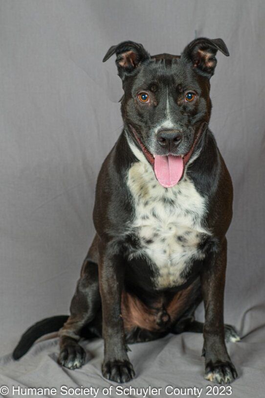Enlarge Cooper, a Adoptable mixed breed in Montour Falls, NY image 3/3