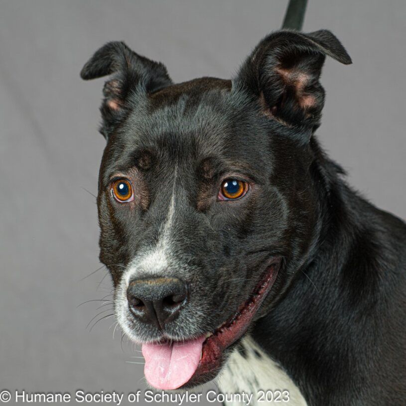 Enlarge Cooper, a Adoptable mixed breed in Montour Falls, NY image 1/3