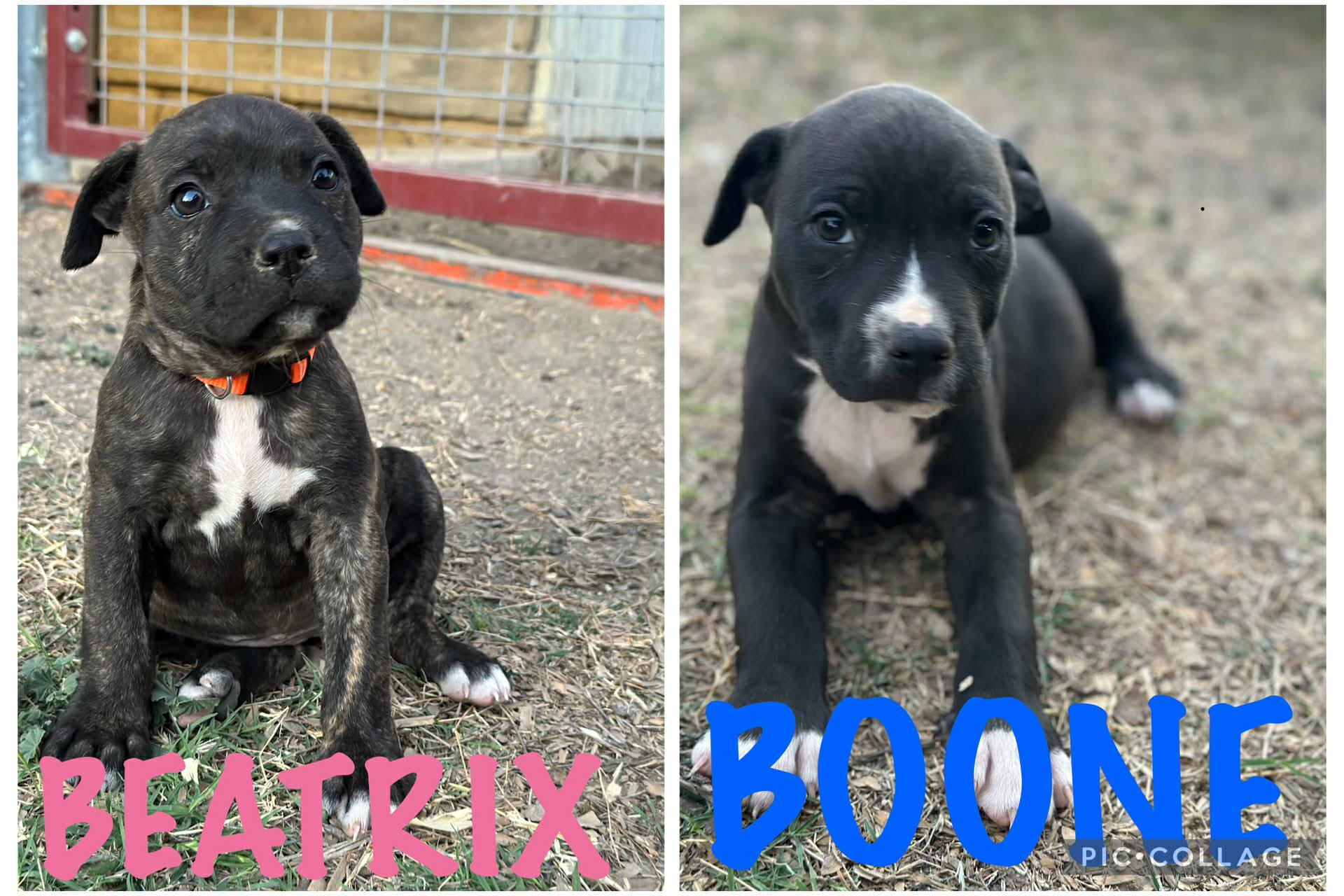 Enlarge #Lucky pups! 5 girls, 1 boy, a Adoptable mixed breed in Newport, NH image 3/6