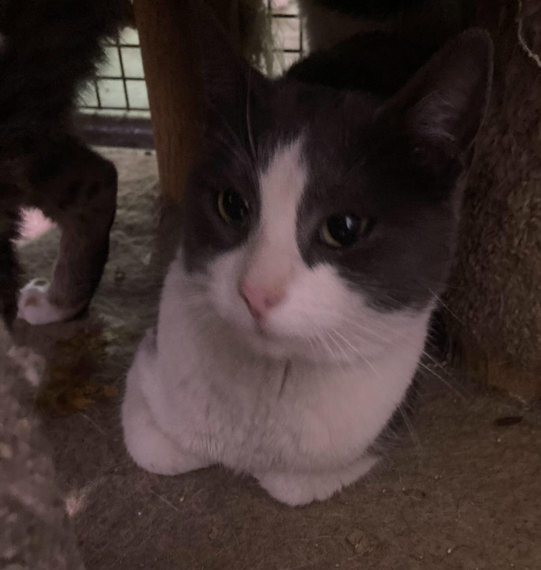 Enlarge Boots, a Adoptable Tabby in Billings, MT image 1/1