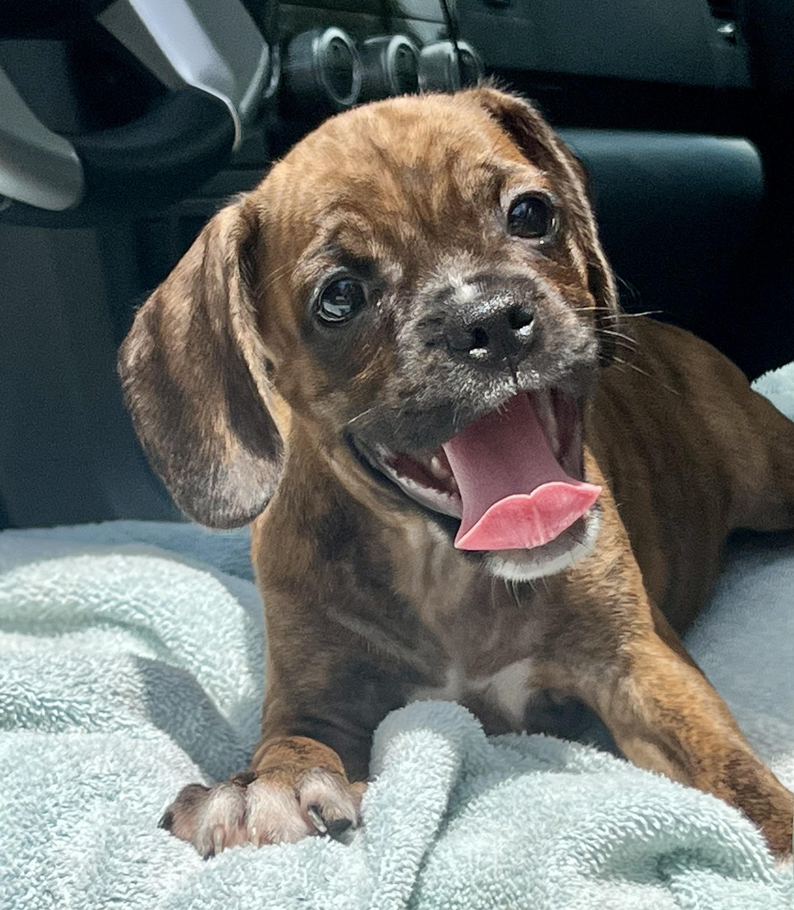 Bam Bam, ADOPTABLE, Puppy Male Mixed Breed.