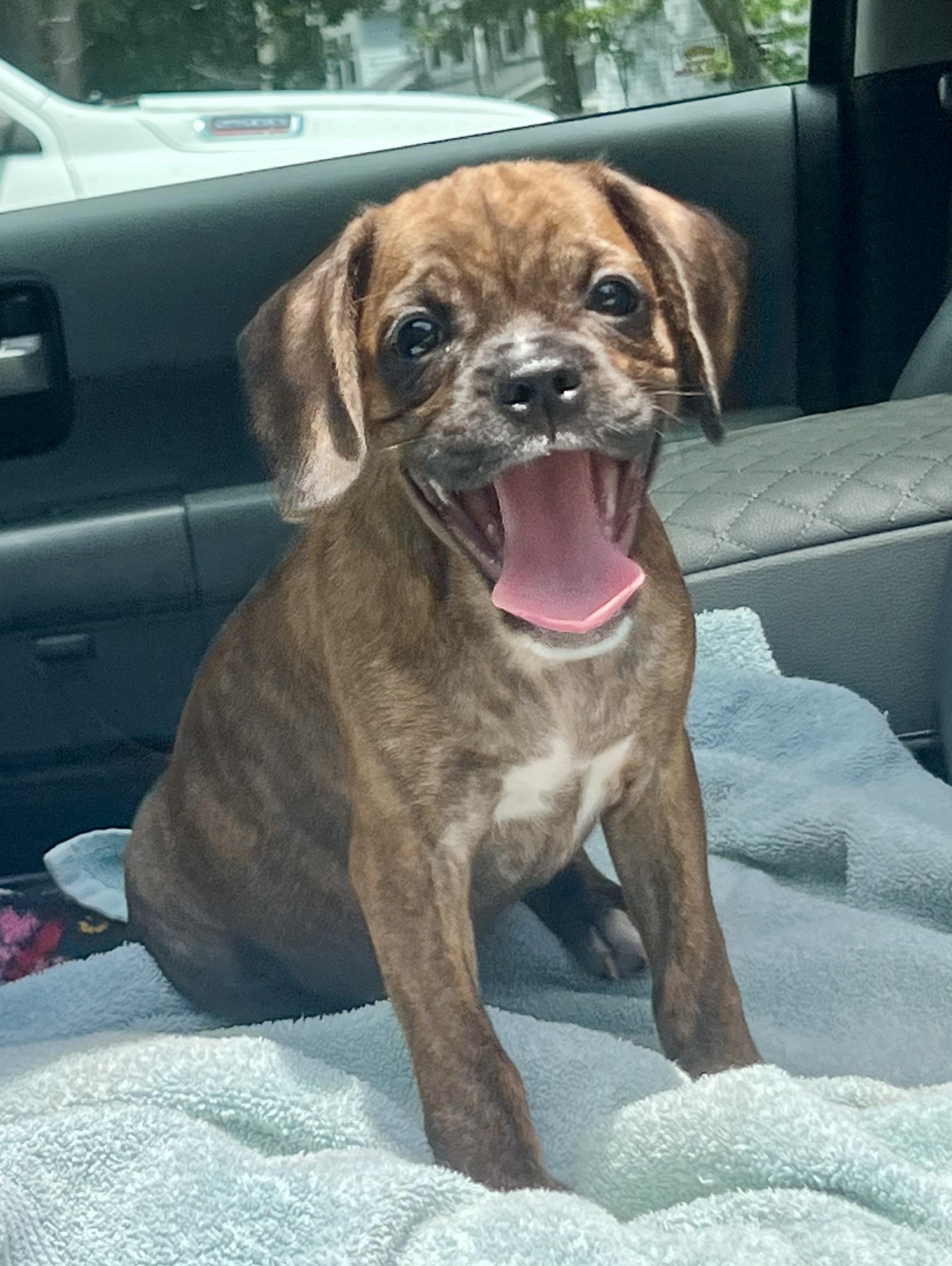 Bam Bam, a ADOPTABLE Mixed Breed in Mt Pleasant, SC image 3/5