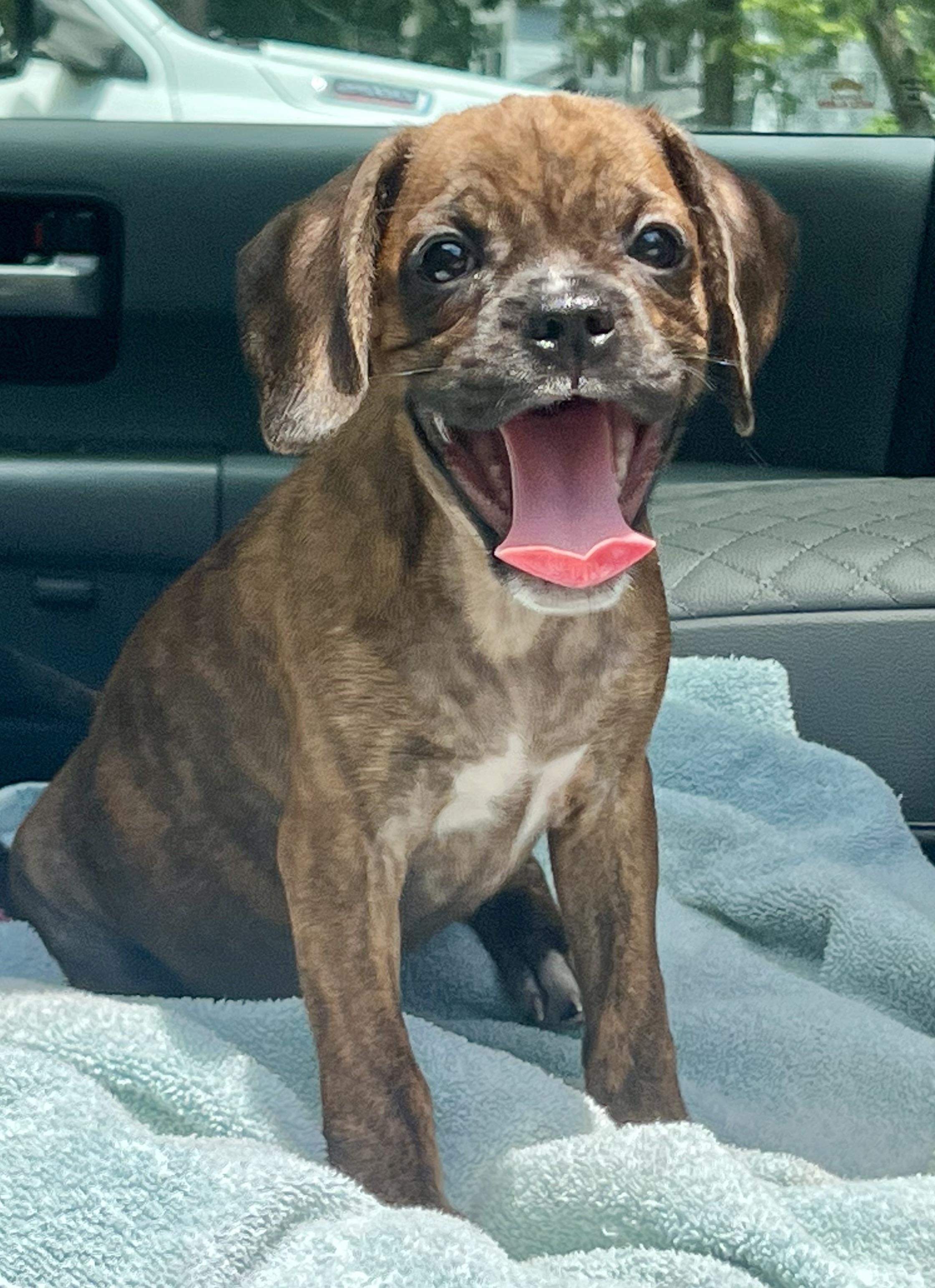 Bam Bam, a ADOPTABLE Mixed Breed in Mt Pleasant, SC image 5/5