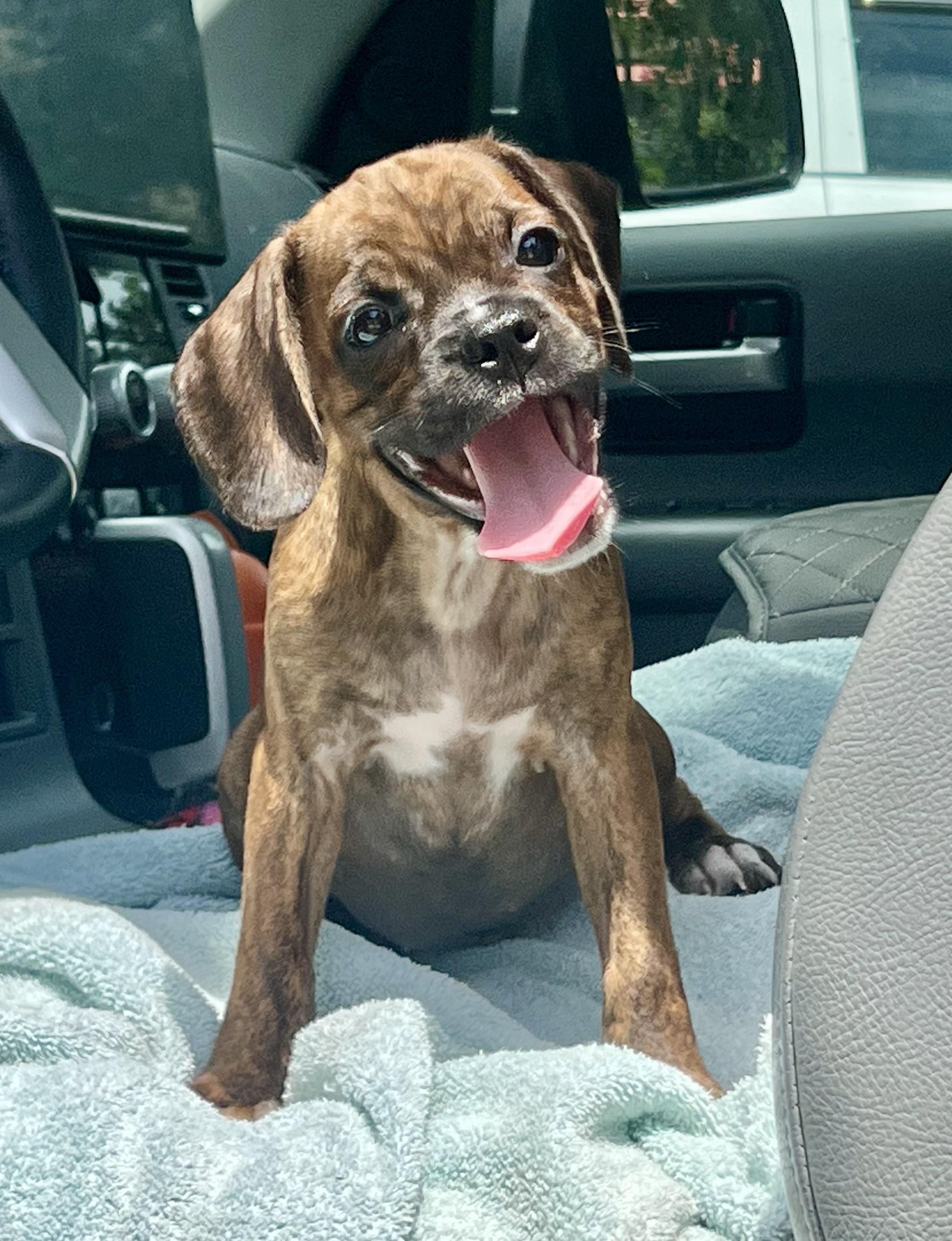 Bam Bam, a ADOPTABLE Mixed Breed in Mt Pleasant, SC image 4/5