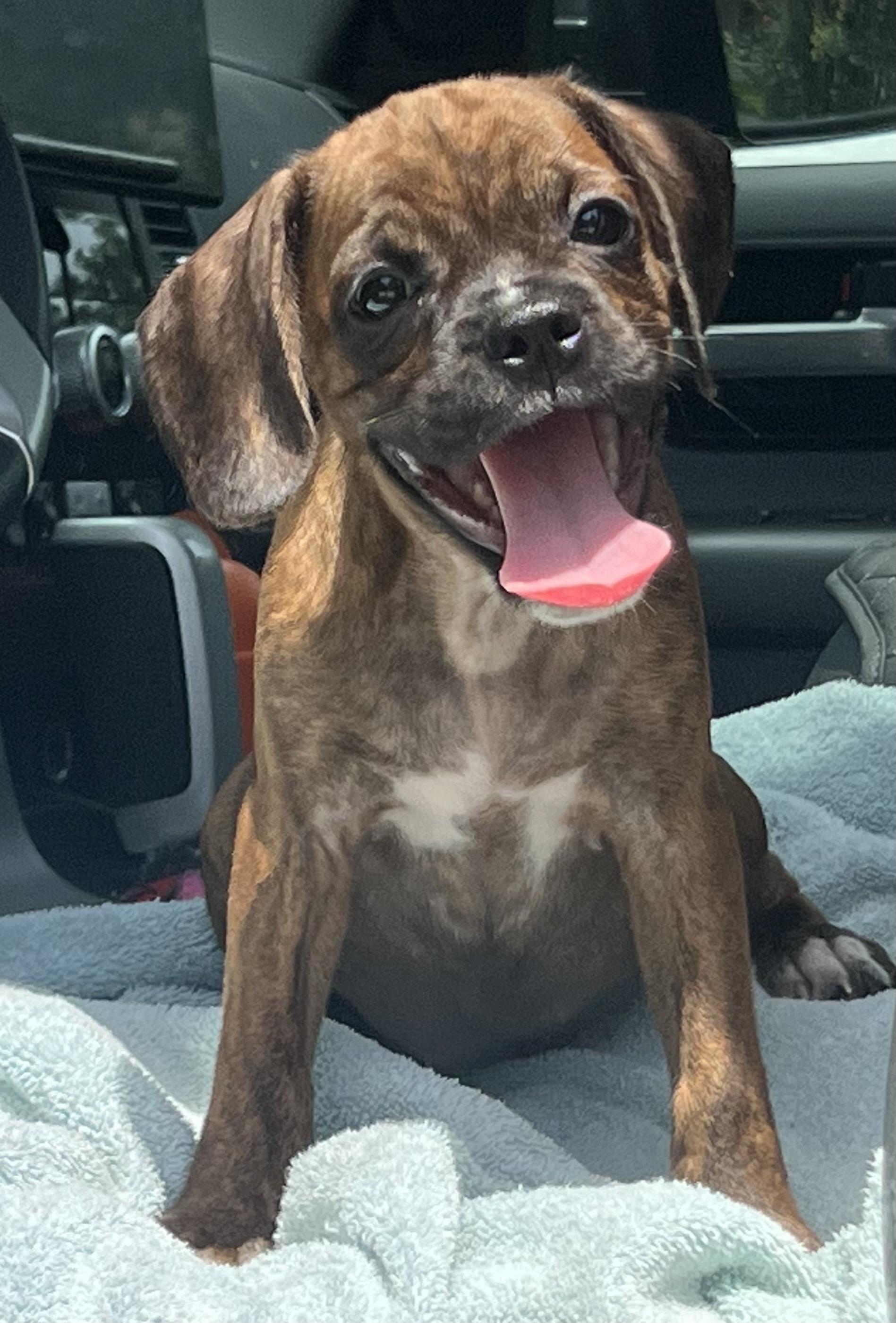 Bam Bam, a ADOPTABLE Mixed Breed in Mt Pleasant, SC image 2/5