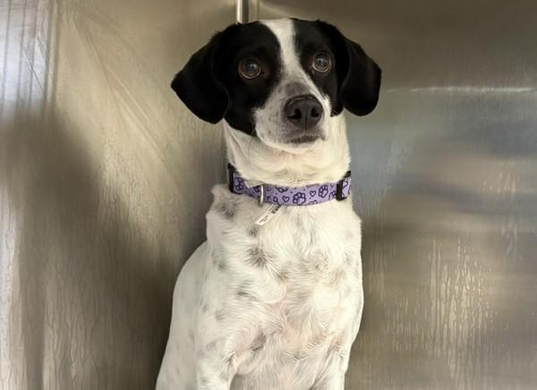 Rascal, Adoptable, Adult Male Terrier.