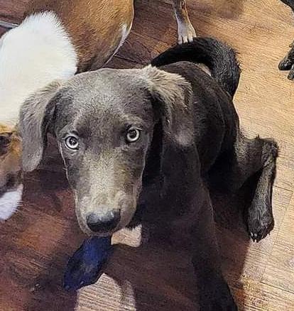 Enlarge Teeter, a Adopted Labrador Retriever in Minneapolis, KS image 1/1