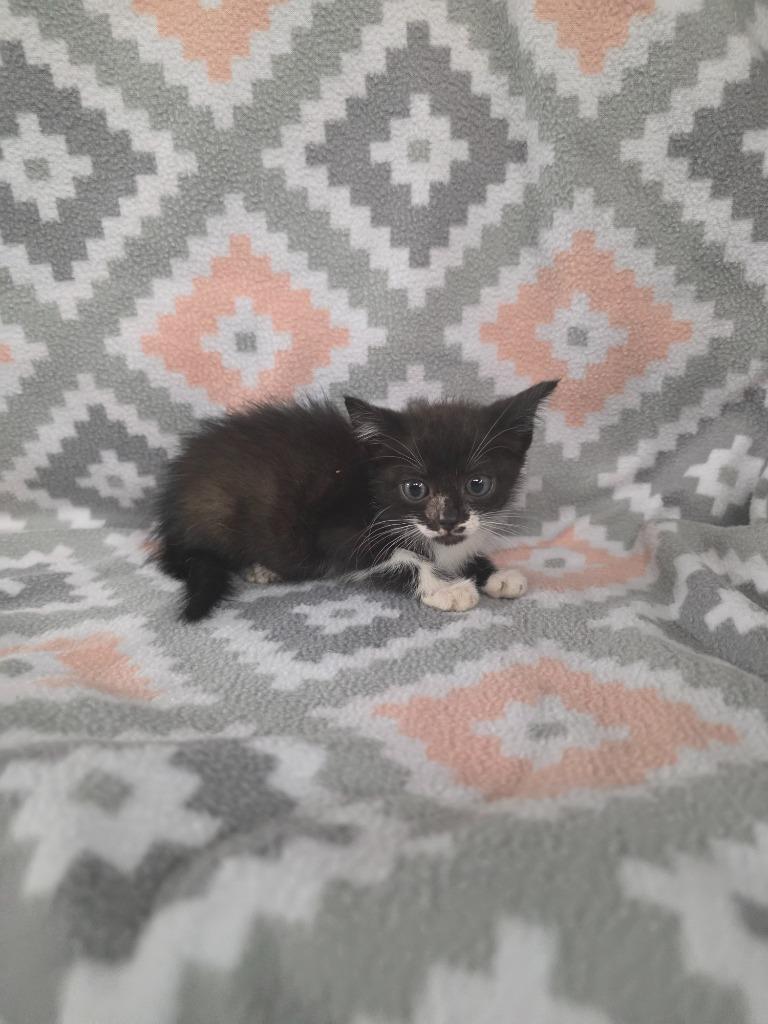 Enlarge Singapore, a Adoptable mixed breed in Rockport, TX image 2/3