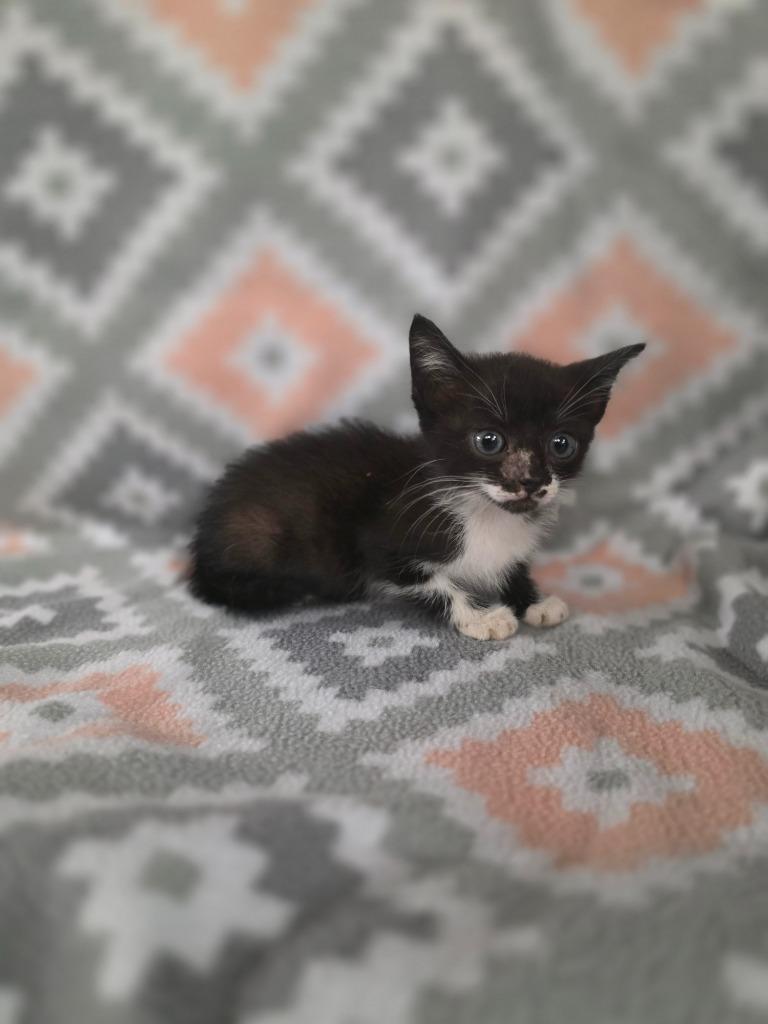 Enlarge Singapore, a Adoptable mixed breed in Rockport, TX image 3/3