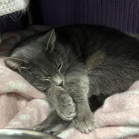 Enlarge Mochi, a Adoptable Domestic Short Hair in Charlottesville, VA image 1/3