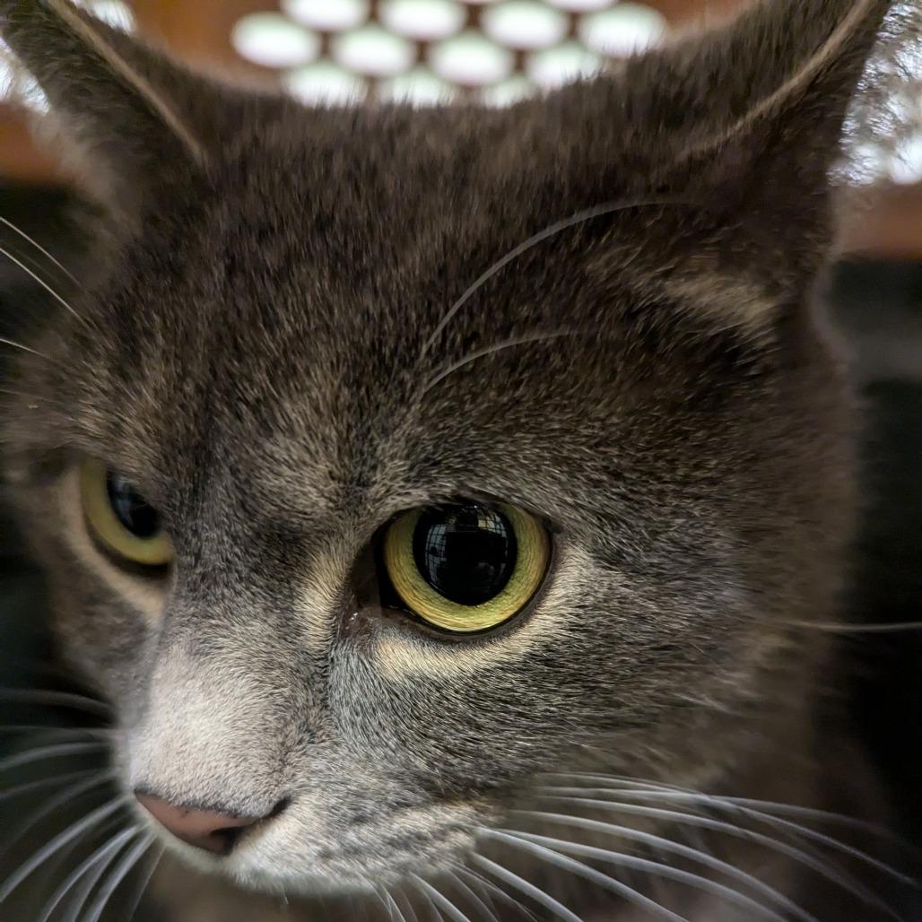 Enlarge Mochi, a Adoptable Domestic Short Hair in Charlottesville, VA image 2/3