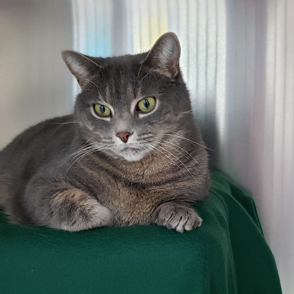 Enlarge Mochi, a Adoptable Domestic Short Hair in Charlottesville, VA image 3/3