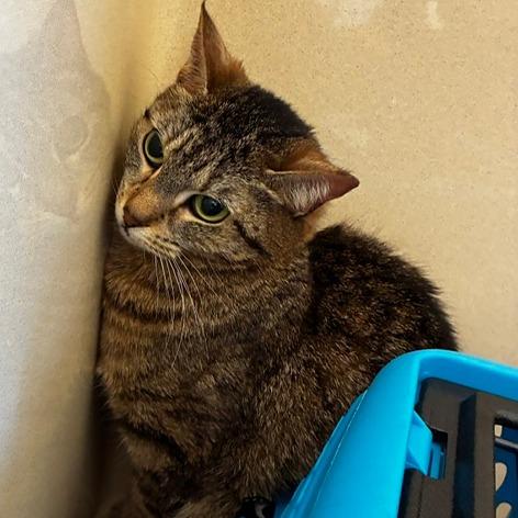 Enlarge River, a ADOPTABLE Domestic Short Hair in Evanston, IL image 2/2