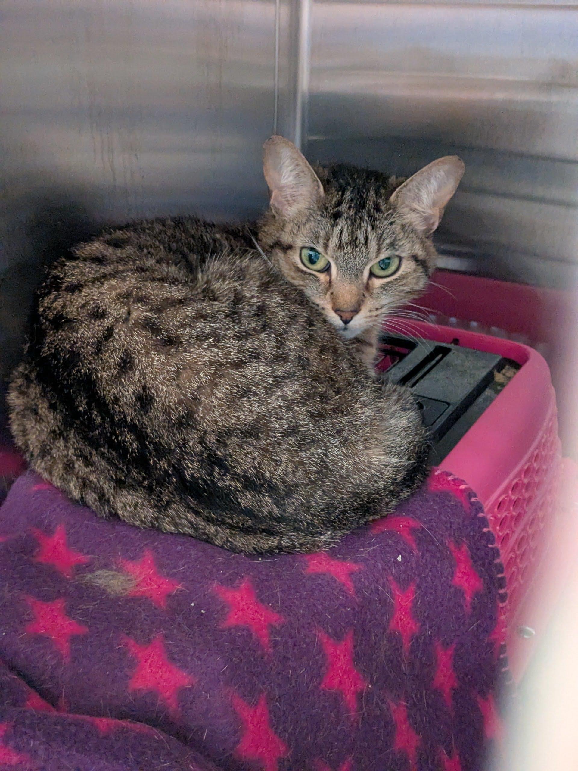 River, ADOPTABLE, Adult Female Domestic Short Hair.
