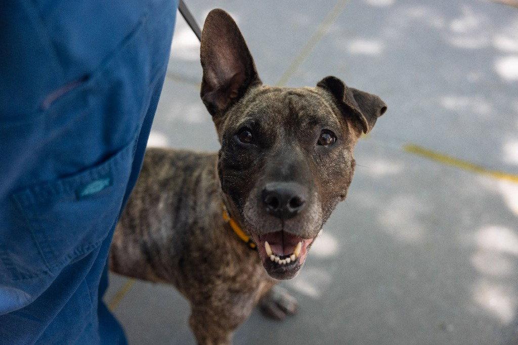 Tigris, Adoptable, Adult Female Terrier & American Staffordshire Terrier.