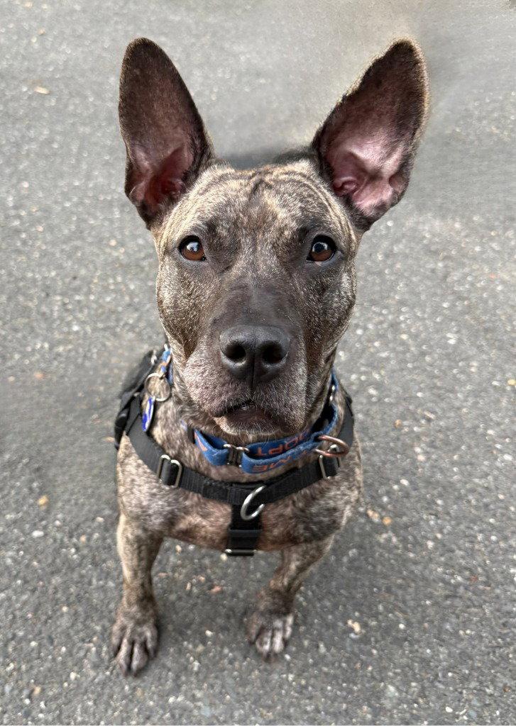 Tigris, a Adoptable mixed breed in Sayreville, NJ image 2/3