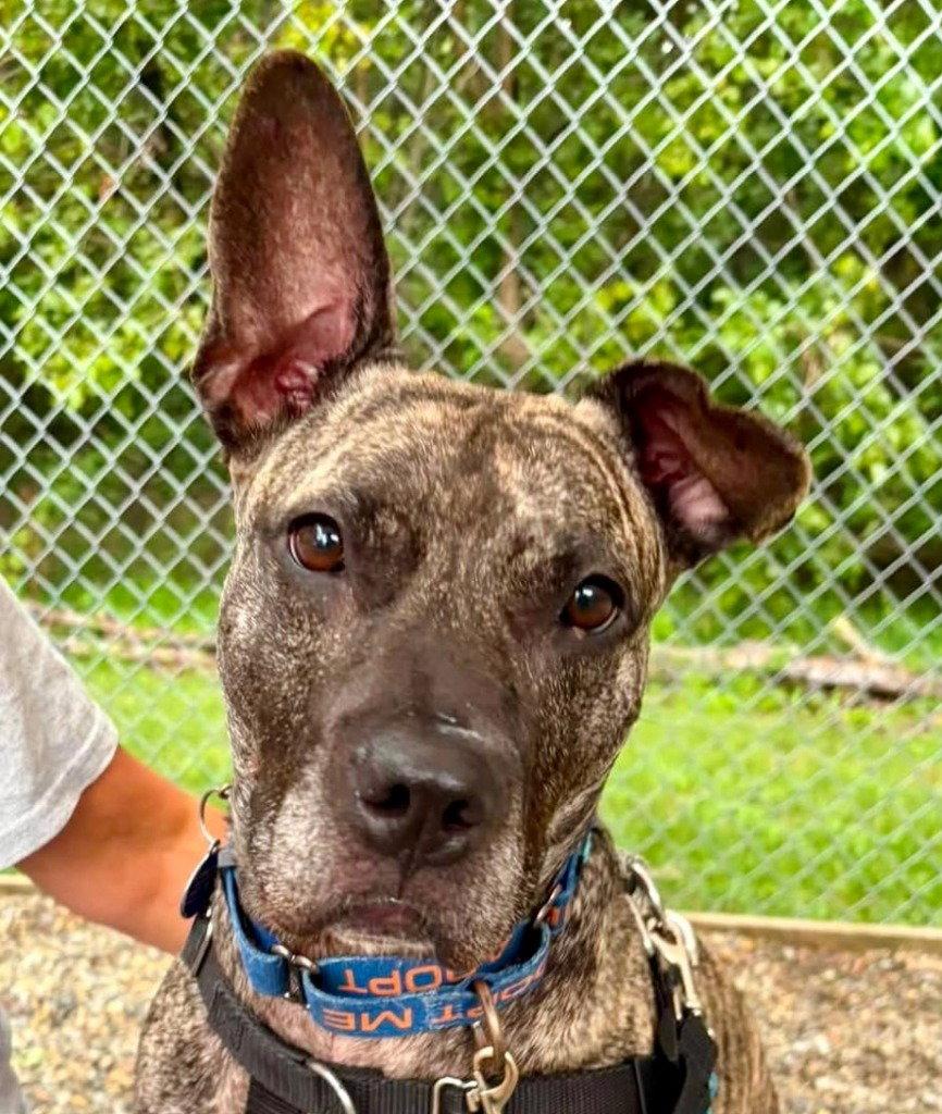 Tigris, a Adoptable mixed breed in Sayreville, NJ image 3/3