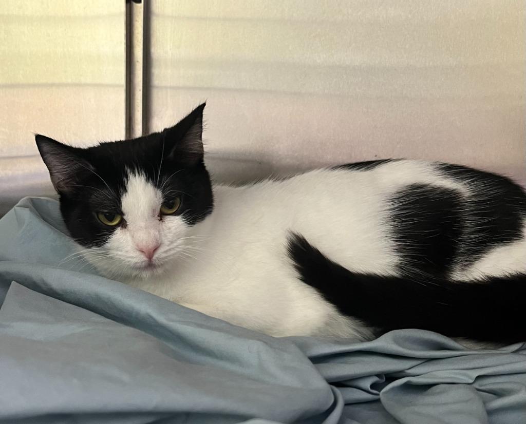 Enlarge Azula, a Adoptable mixed breed in Shorewood, IL image 1/4