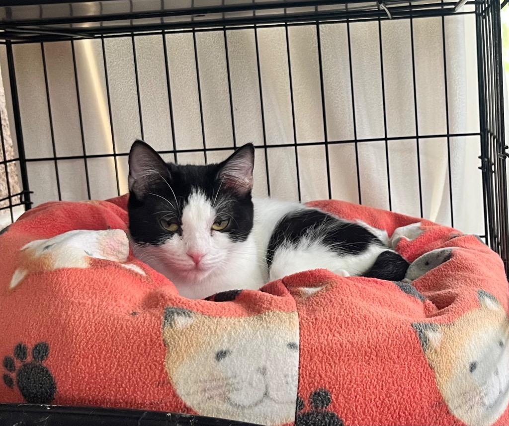 Enlarge Azula, a Adoptable mixed breed in Shorewood, IL image 2/4