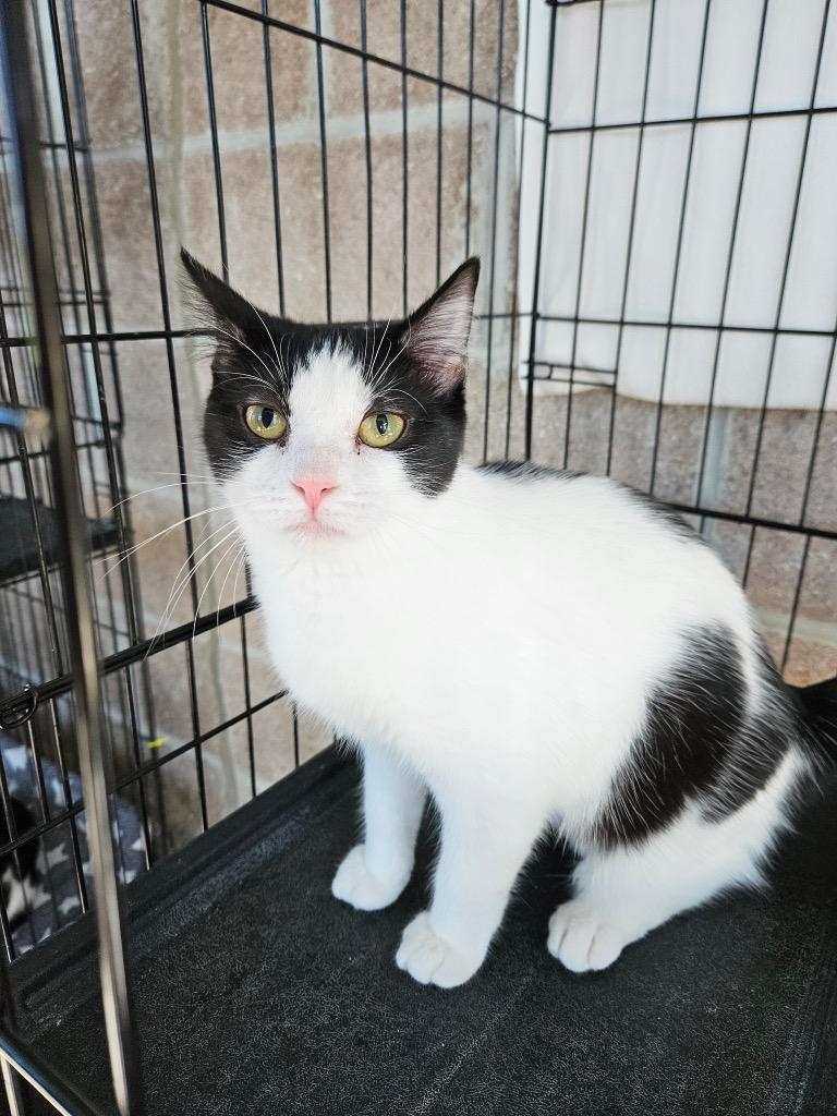 Enlarge Azula, a Adoptable mixed breed in Shorewood, IL image 3/4