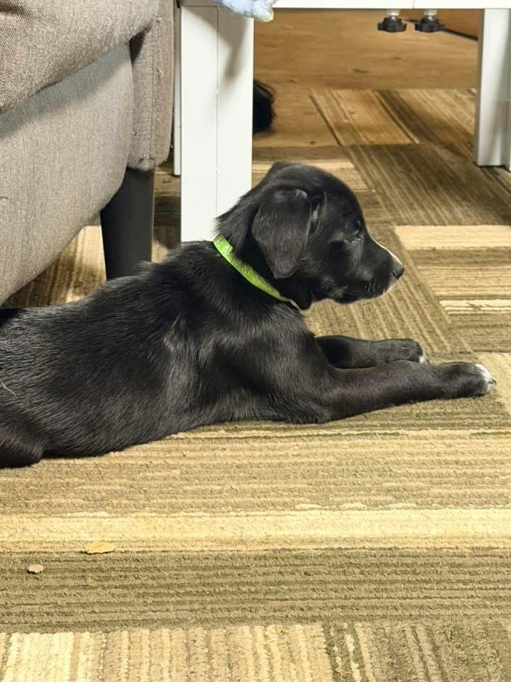 Phelps Green, Adoptable, Puppy Female Beagle & Border Collie.