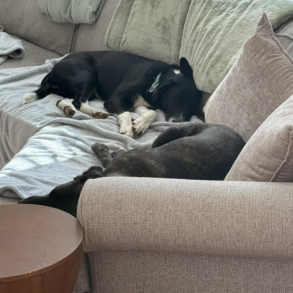 Enlarge Oreo, a Adoptable Mixed Breed in Olathe, KS image 1/6