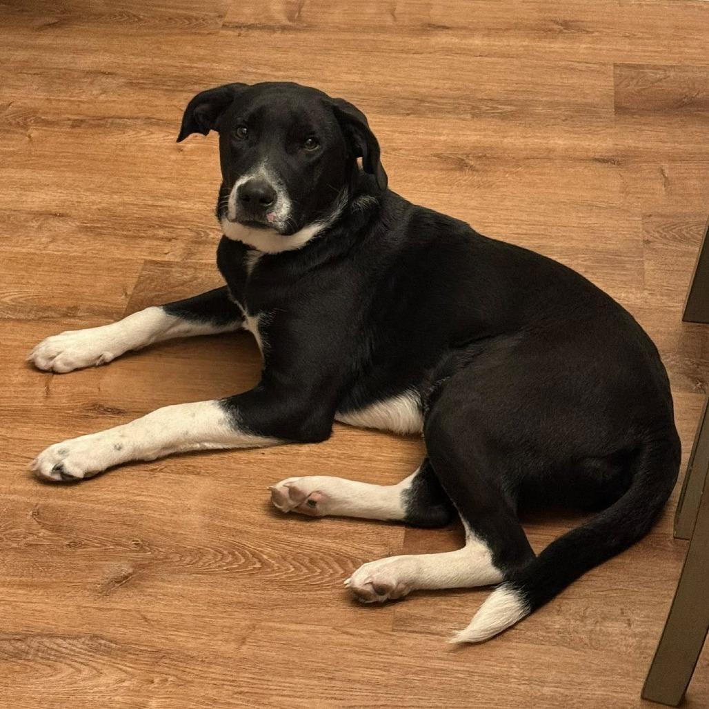 Enlarge Oreo, a Adoptable Mixed Breed in Olathe, KS image 2/6