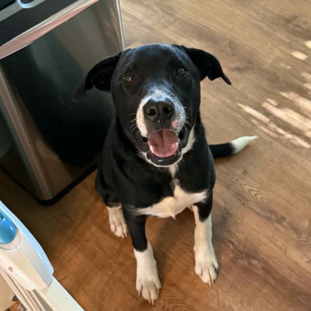 Enlarge Oreo, a Adoptable Mixed Breed in Olathe, KS image 1/6