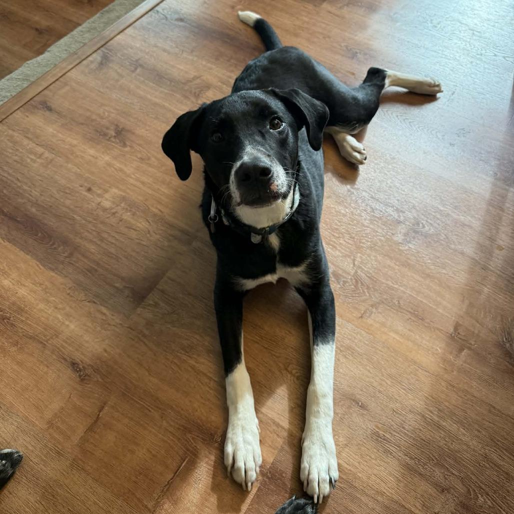 Enlarge Oreo, a Adoptable Mixed Breed in Olathe, KS image 4/6