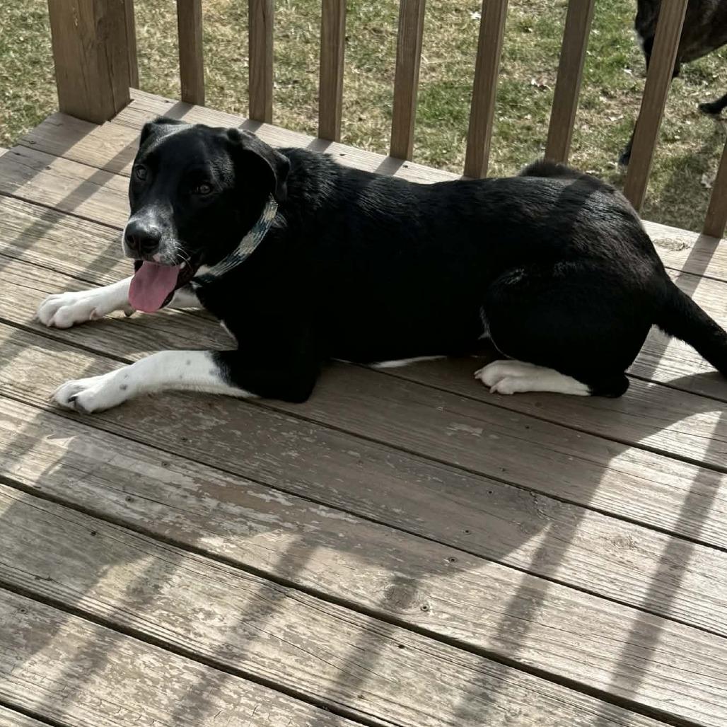 Enlarge Oreo, a Adoptable Mixed Breed in Olathe, KS image 5/6