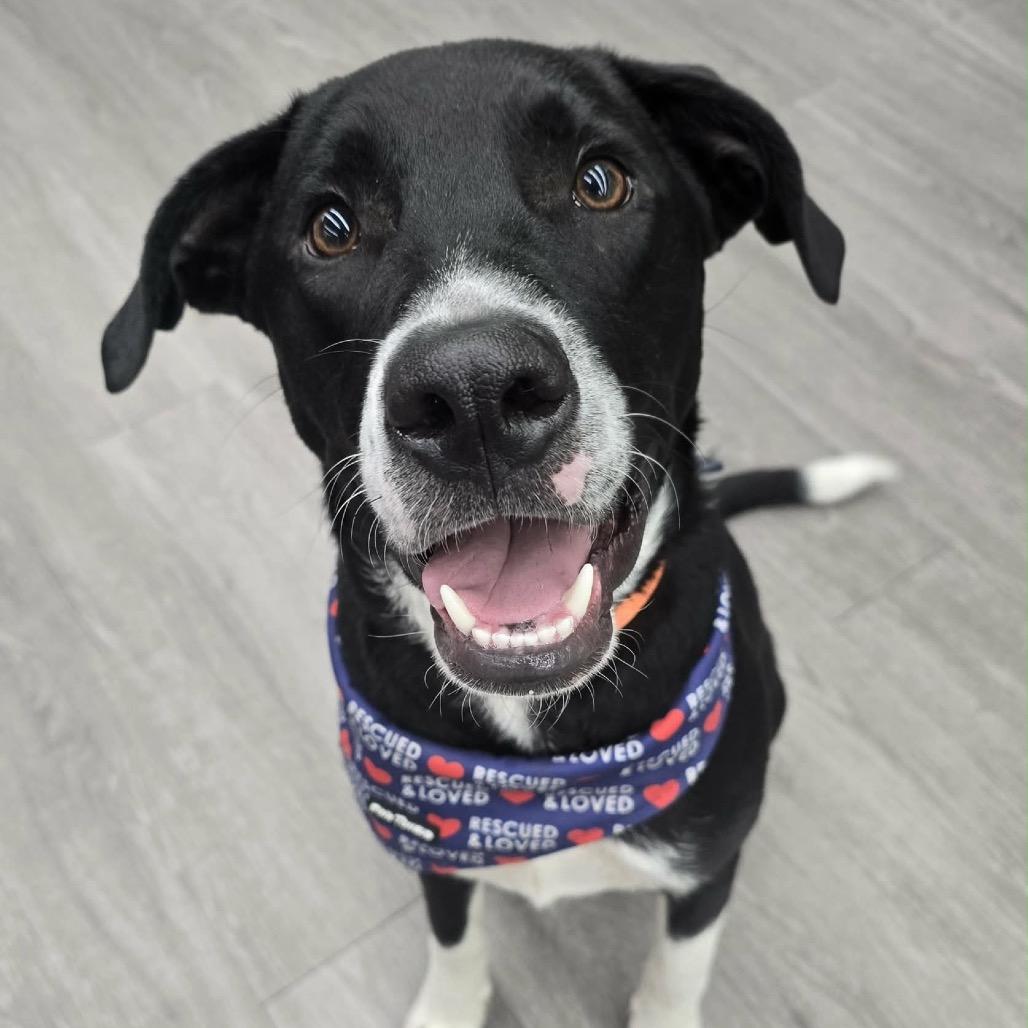 Enlarge Oreo, a Adoptable Mixed Breed in Olathe, KS image 6/6