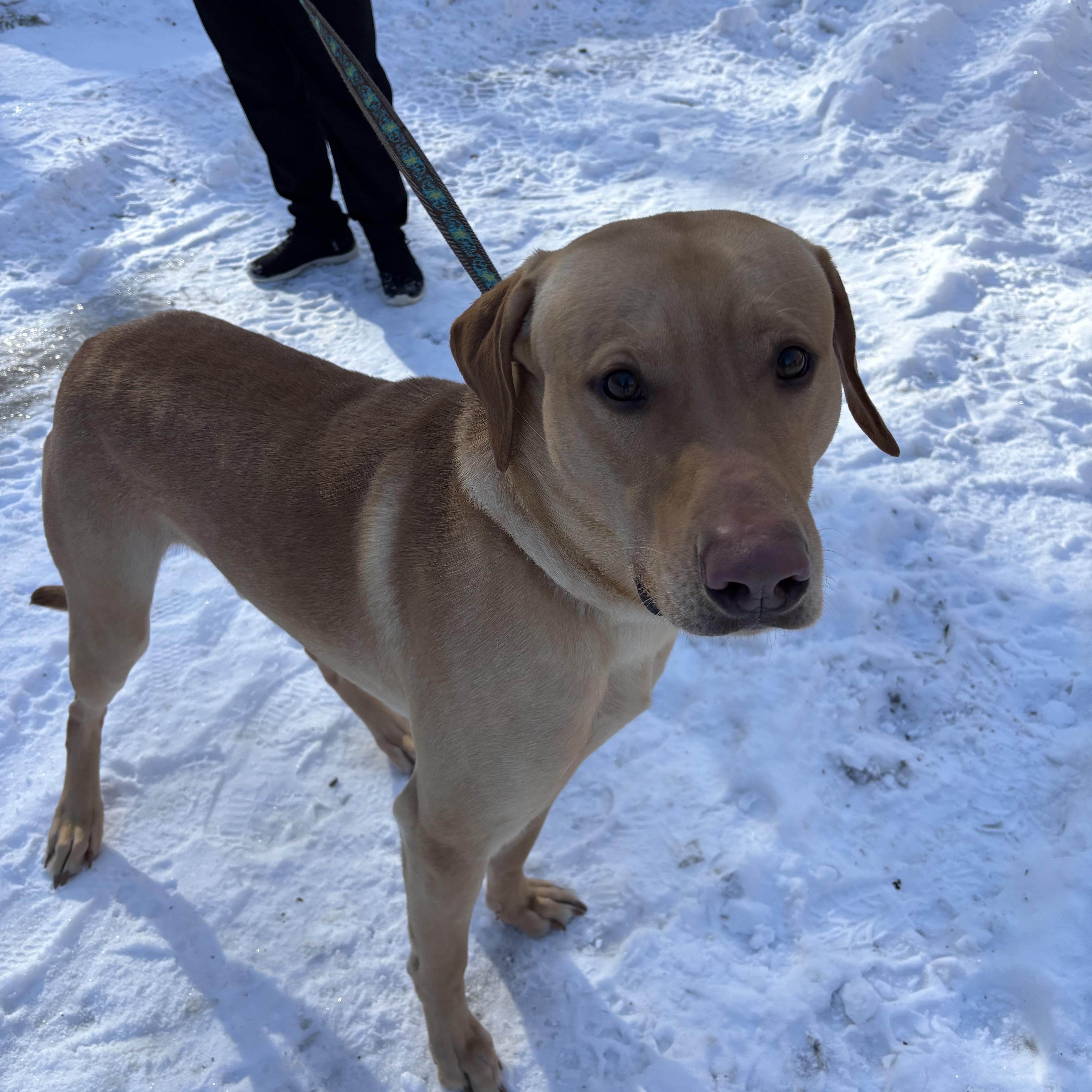 Ranger, ADOPTABLE, Young Male Yellow Labrador Retriever.