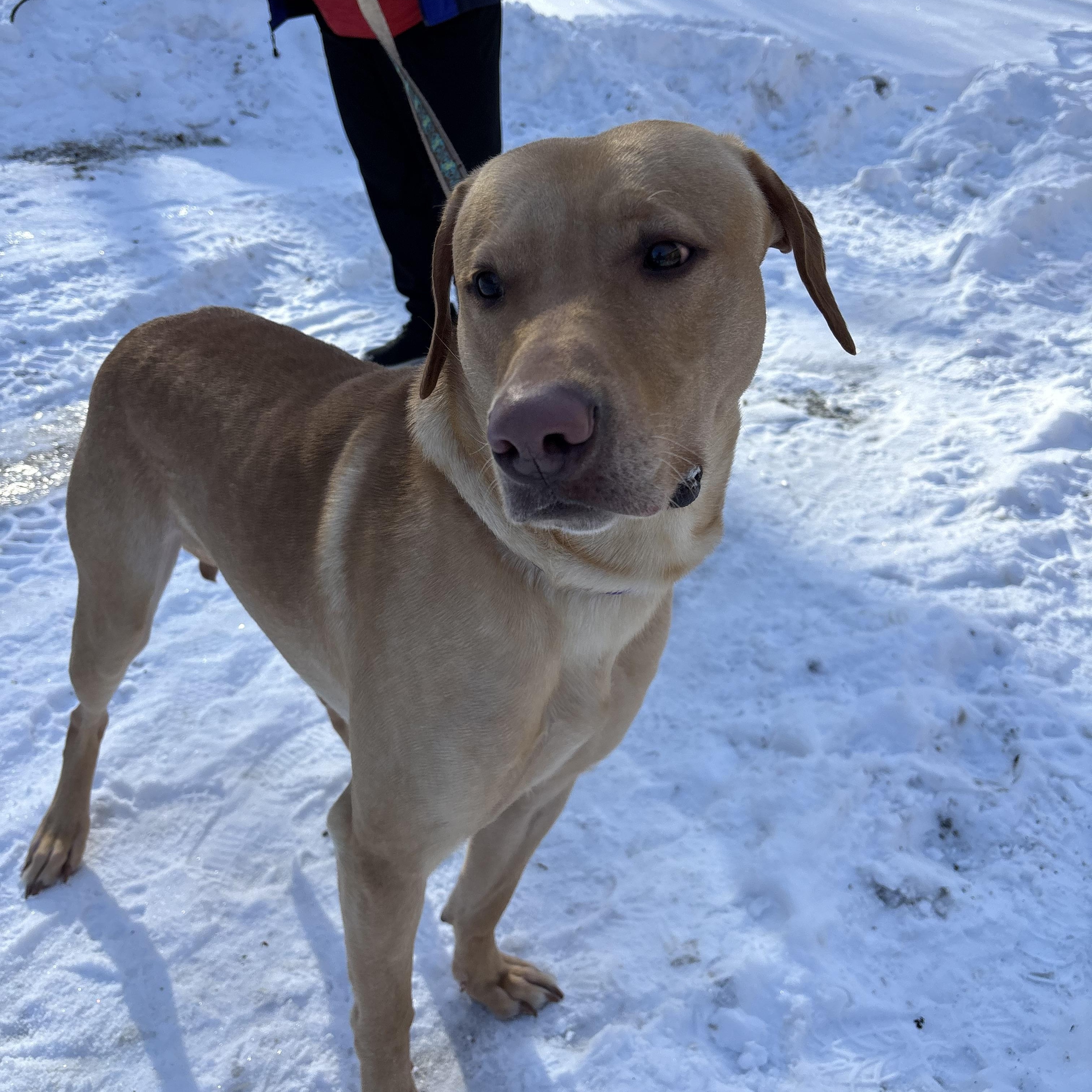 Enlarge Ranger, a ADOPTABLE mixed breed in Grafton, WV image 5/5