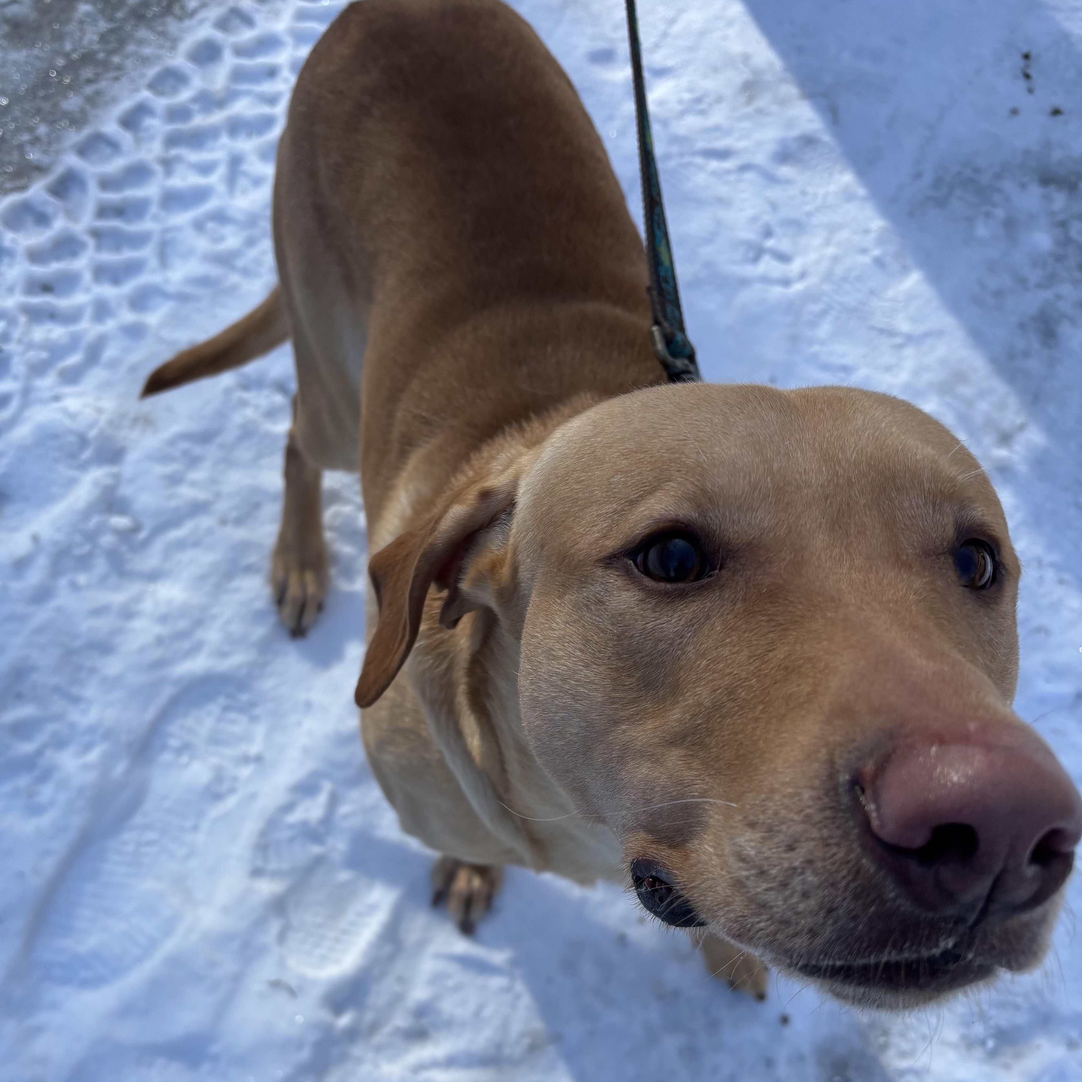 Enlarge Ranger, a ADOPTABLE mixed breed in Grafton, WV image 2/5