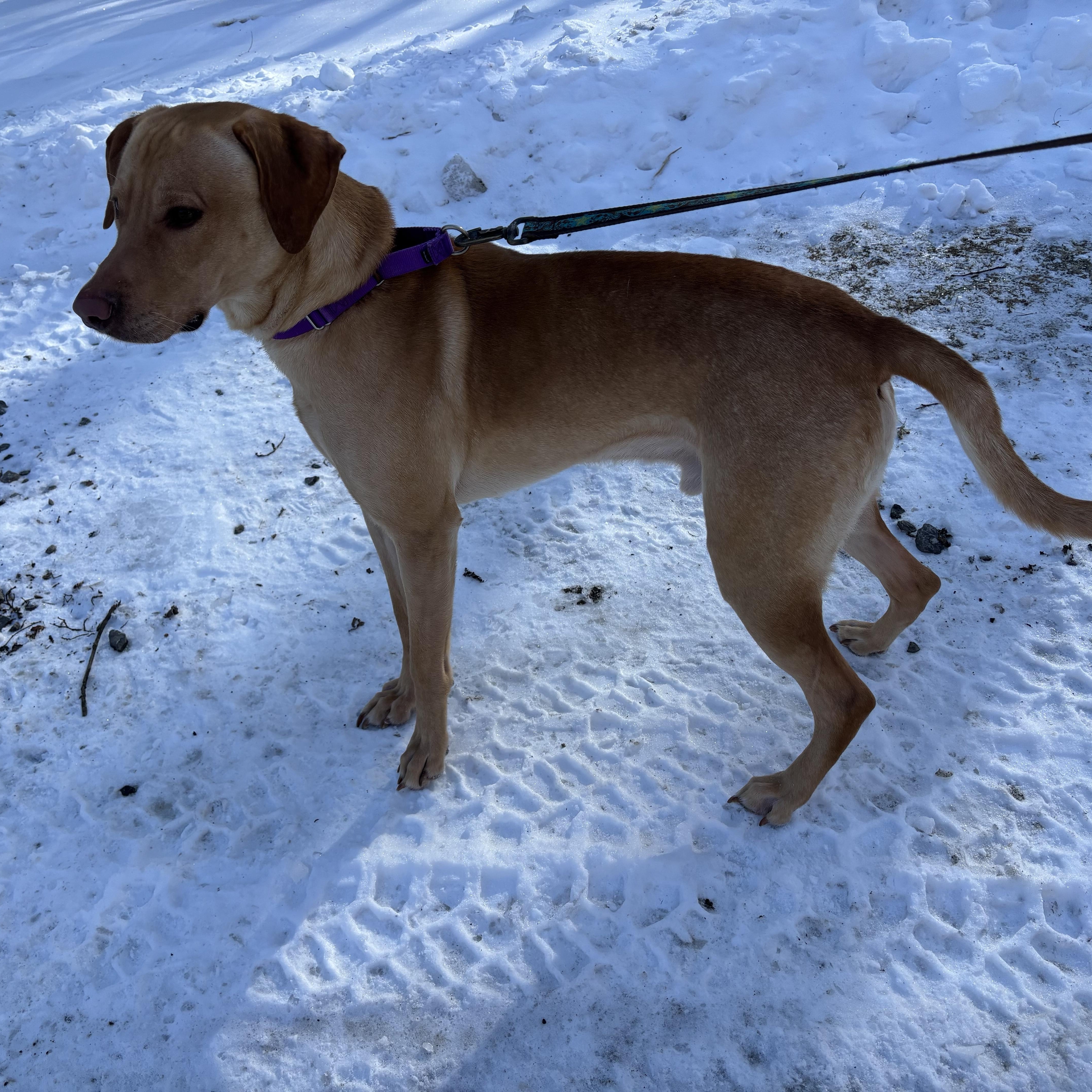 Enlarge Ranger, a ADOPTABLE mixed breed in Grafton, WV image 4/5