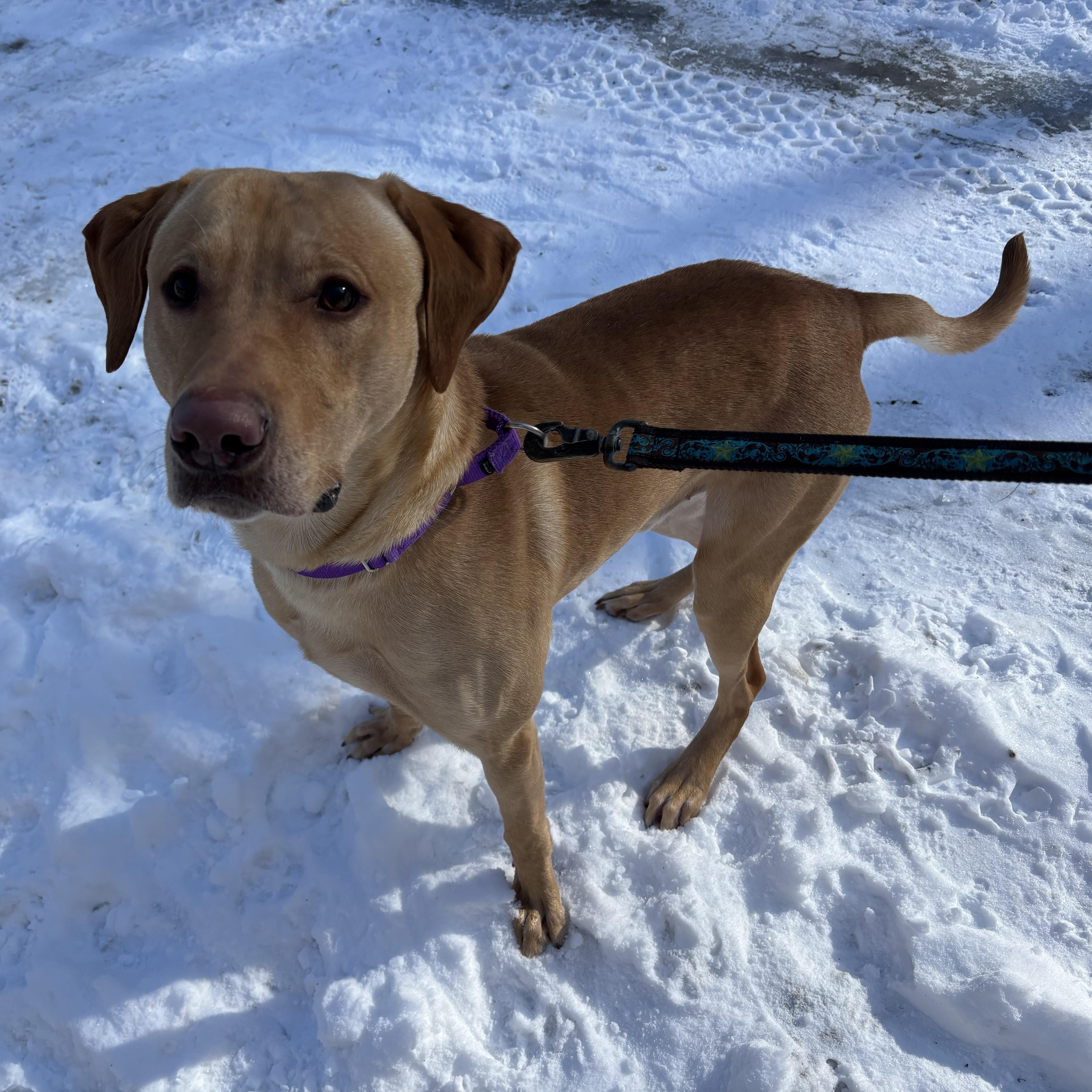 Enlarge Ranger, a ADOPTABLE mixed breed in Grafton, WV image 3/5