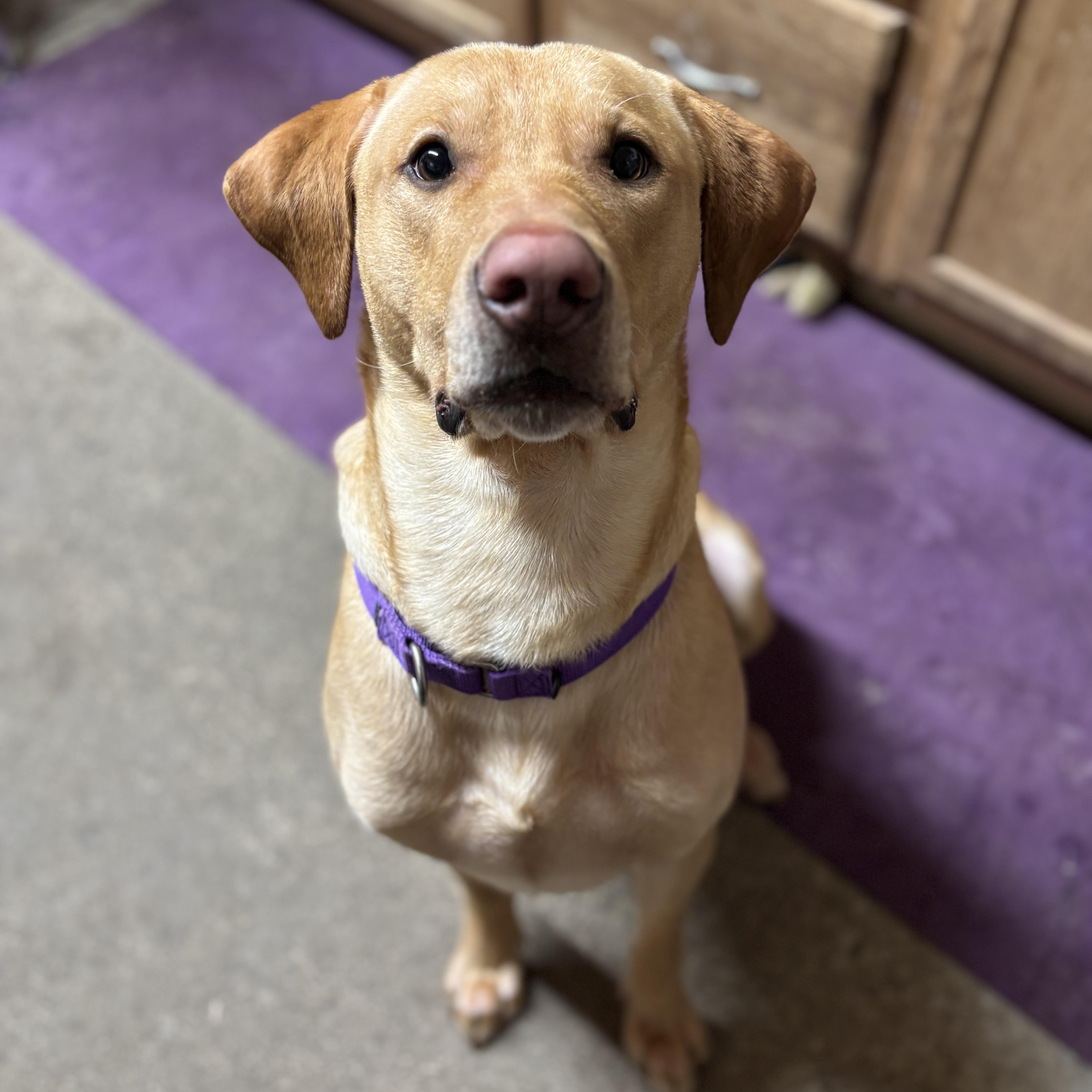 Enlarge Ranger, a ADOPTABLE mixed breed in Grafton, WV image 1/5