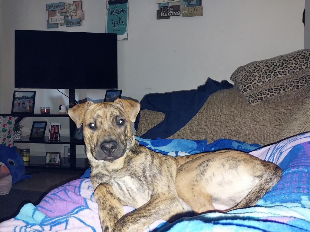 Enlarge Rosco, a Adoptable mixed breed in Murray, KY image 1/1