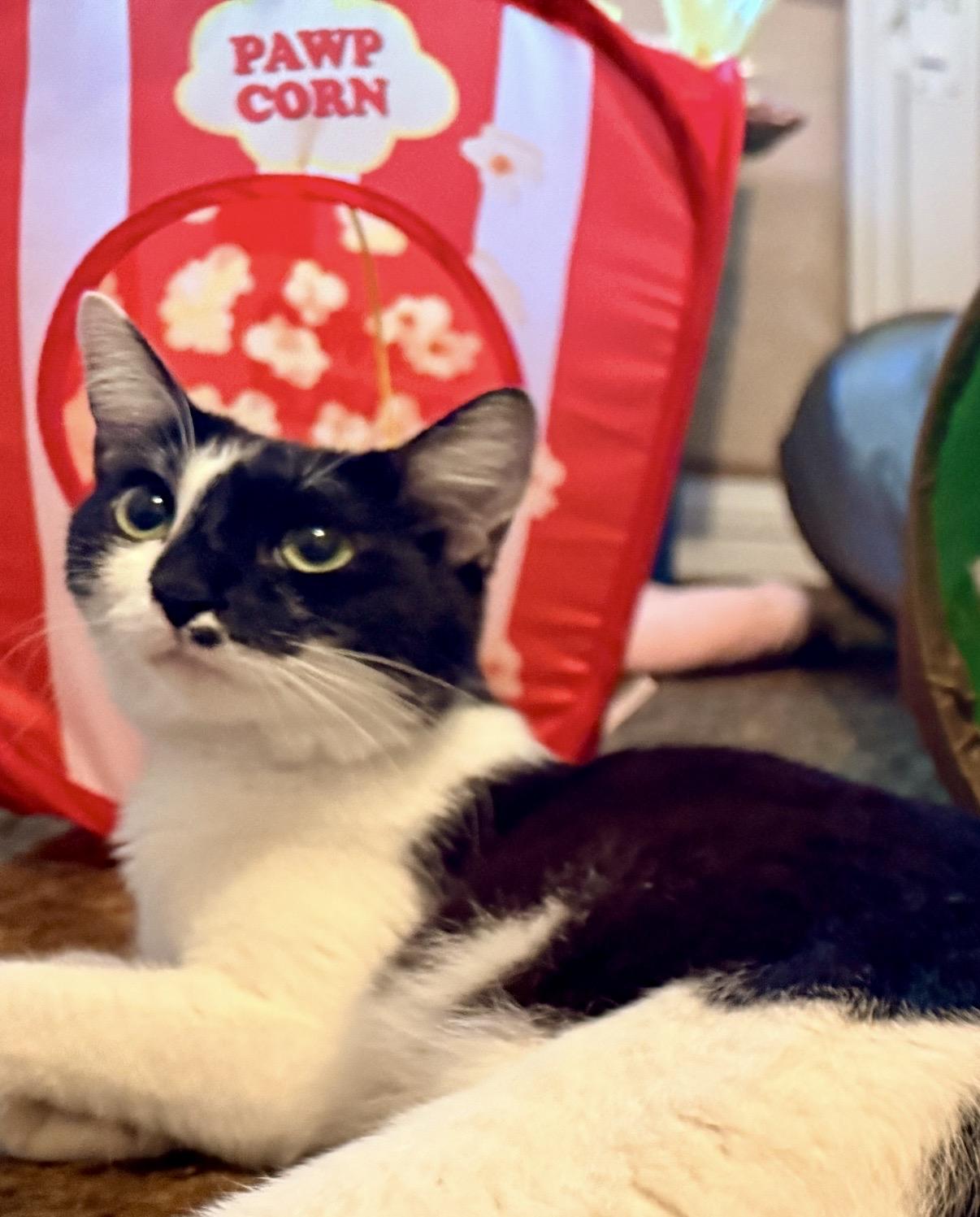 Enlarge Cookie, a Adoptable Domestic Short Hair in Portland, OR image 5/5